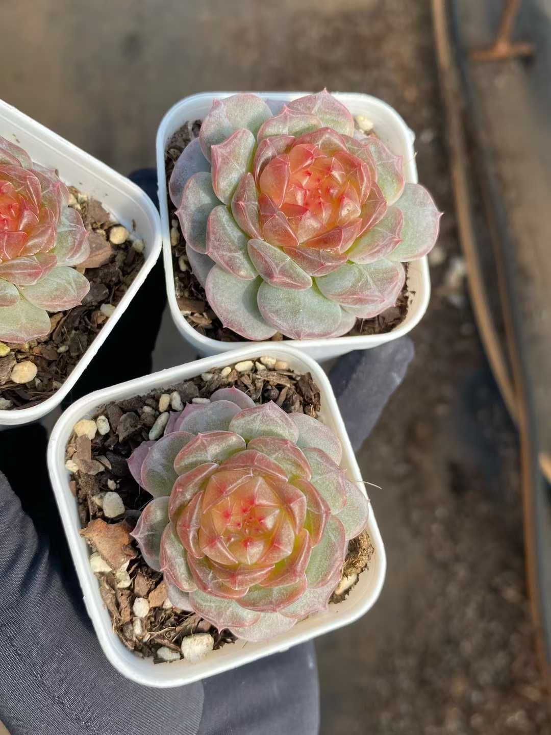 24株×ヒシショウ 多肉植物 エケベリア セダム アエオニウム グラプトペタルム 韓国苗 寄せ植え MY899