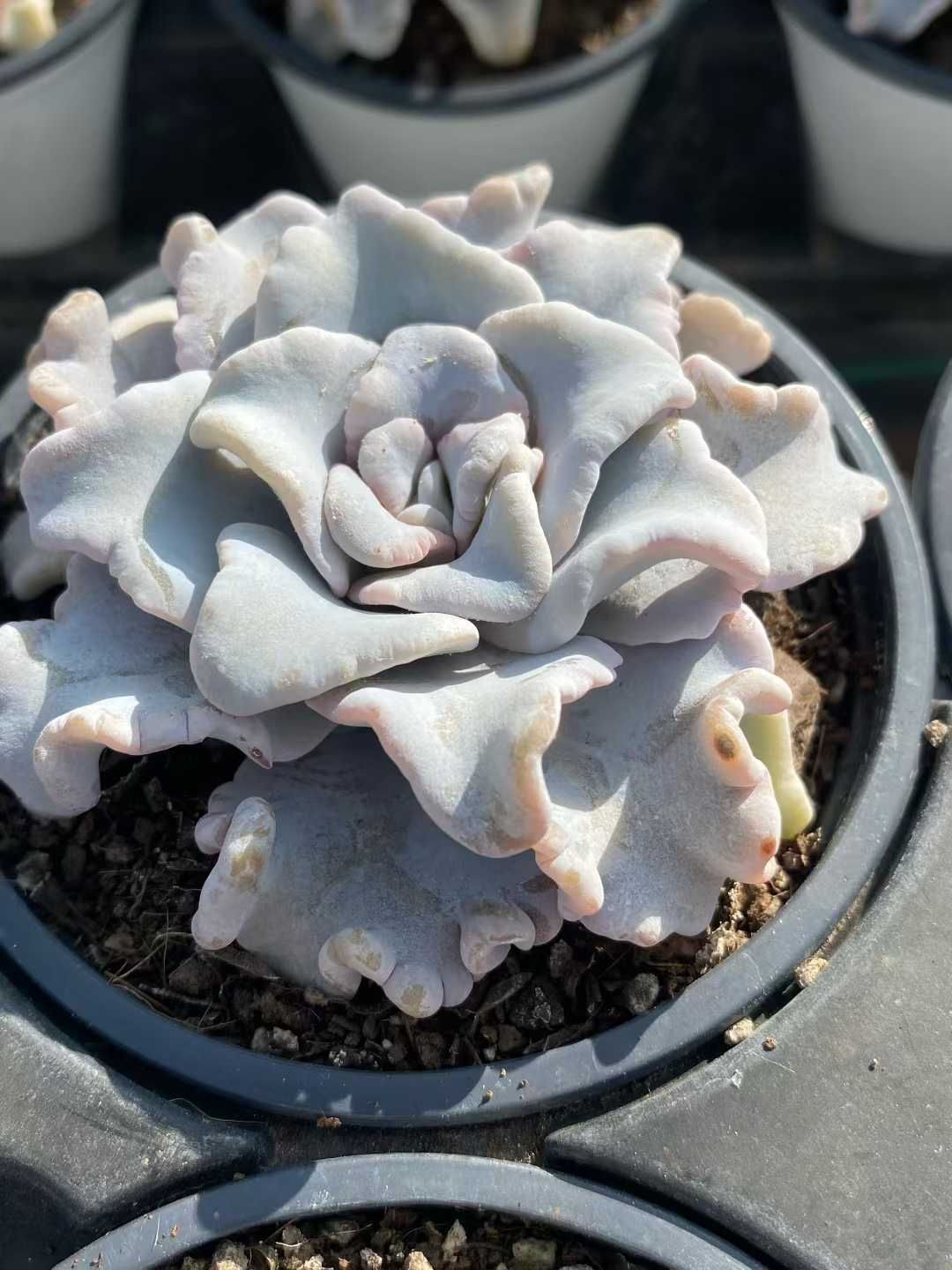 観葉植物 24株×バレリーナ 多肉植物 エケベリア セダム アエオニウム