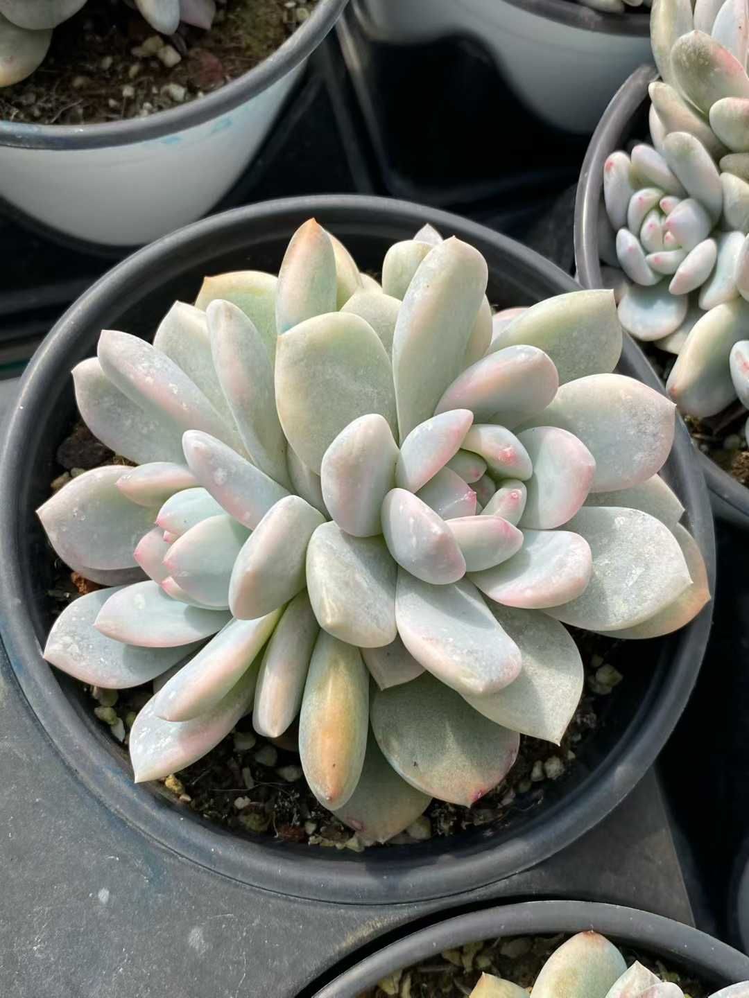 24株×マリリンニシキ 多肉植物 エケベリア セダム アエオニウム グラプトペタルム 韓国苗 寄せ植え MY 933