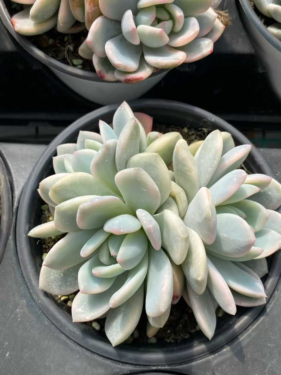 アエオニウム グラプトペタルム