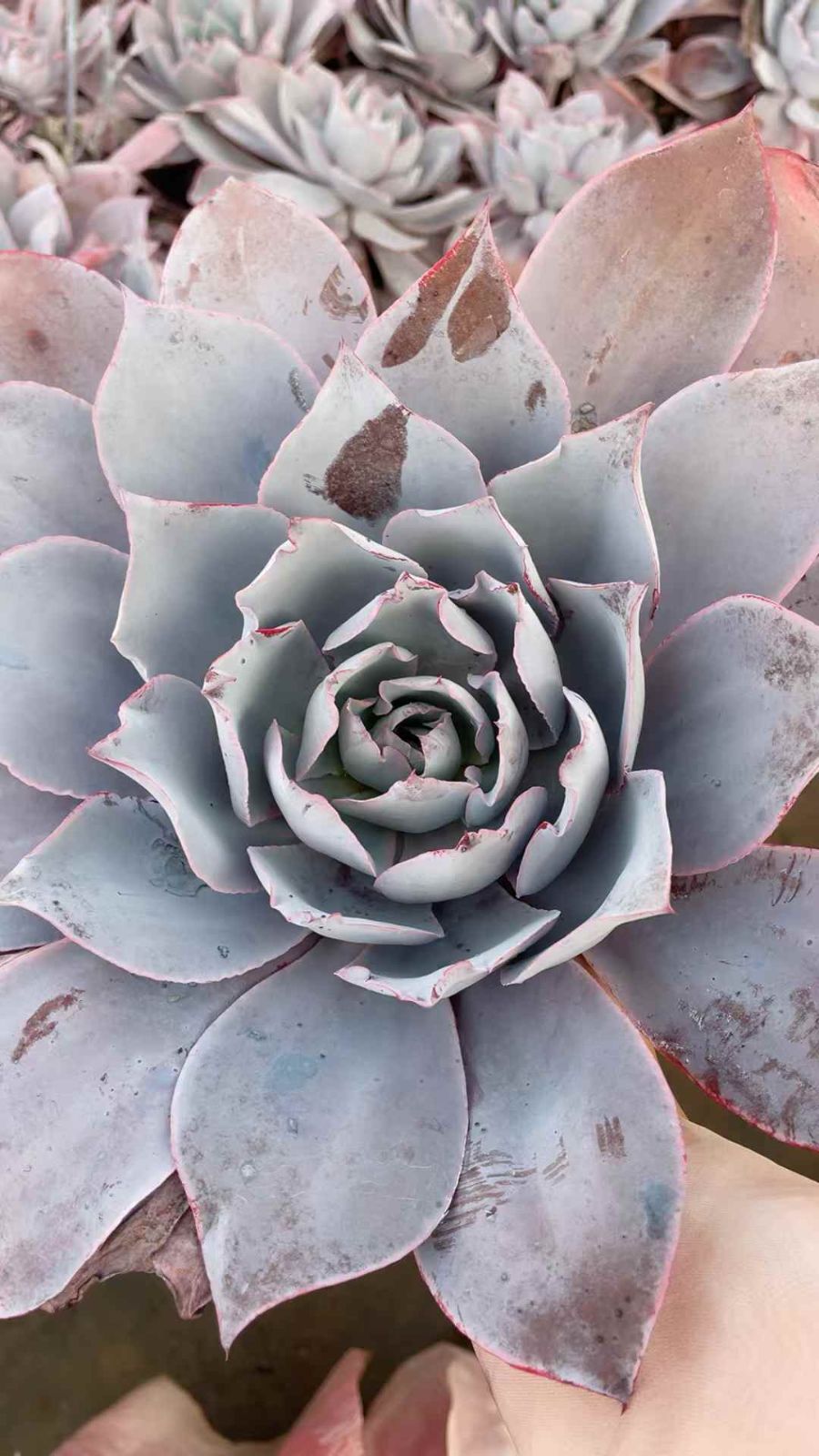 15株×バンカ 多肉植物 エケベリア セダム アエオニウム