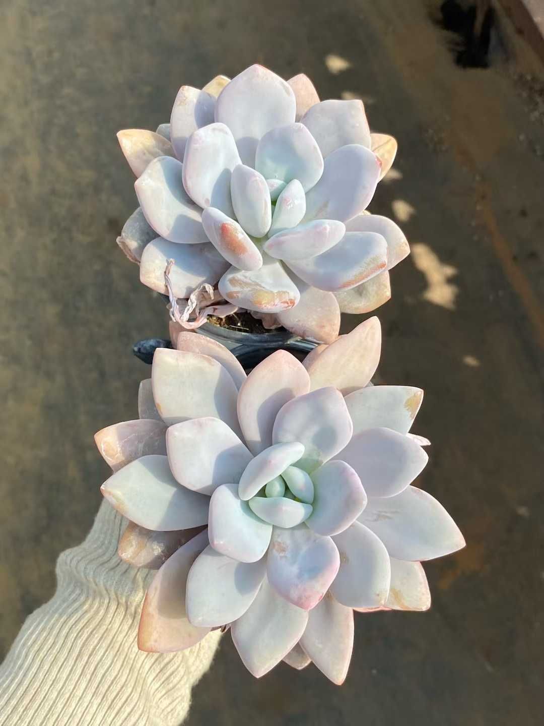 24株×ピンクラビット 節約 多肉植物 エケベリア セダム アエオニウム