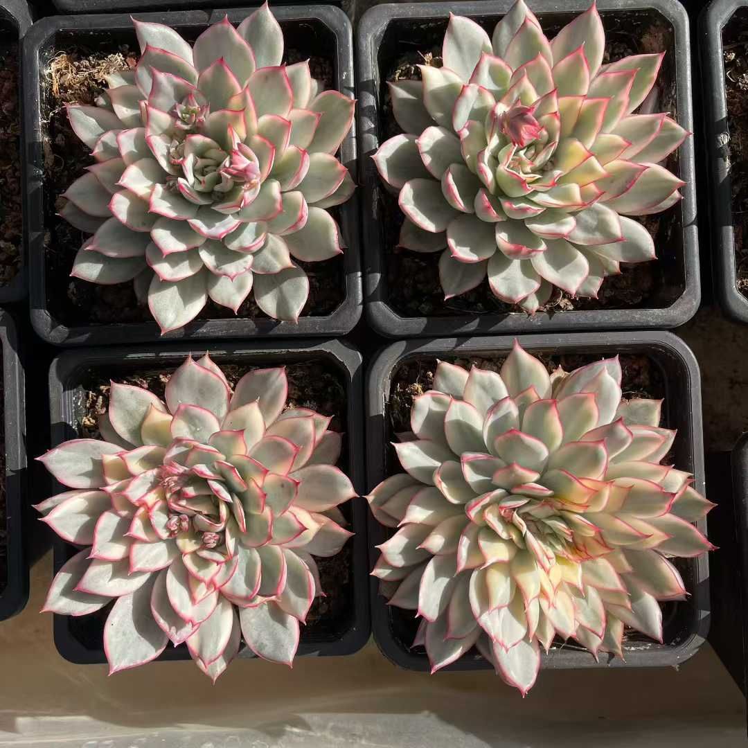 グラプトペタルム 韓国苗