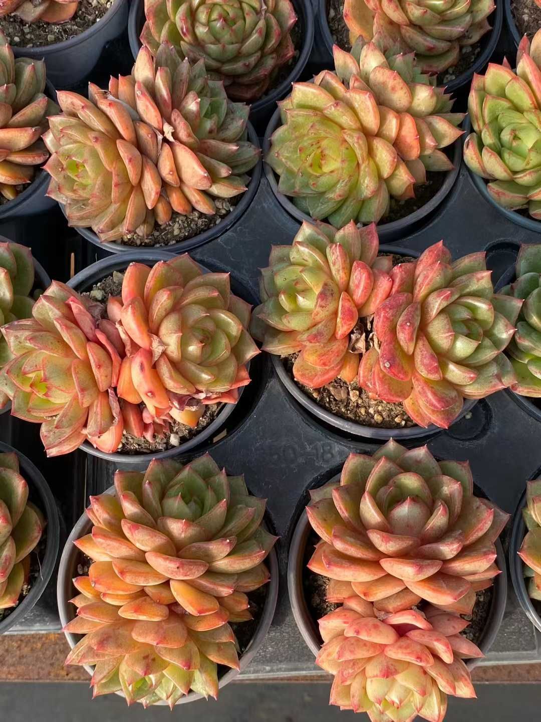 24株 オウピ 多肉植物 エケベリア セダム アエオニウム グラプトペタルム 韓国苗 寄せ植え MY 928