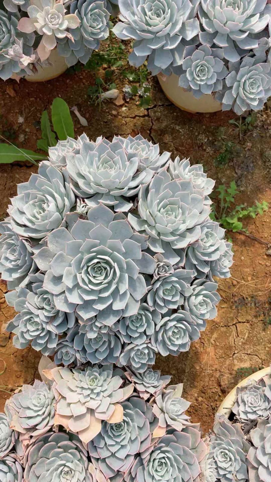 4株×ブルーストーンレン 多肉植物 エケベリア セダム アエオニウム