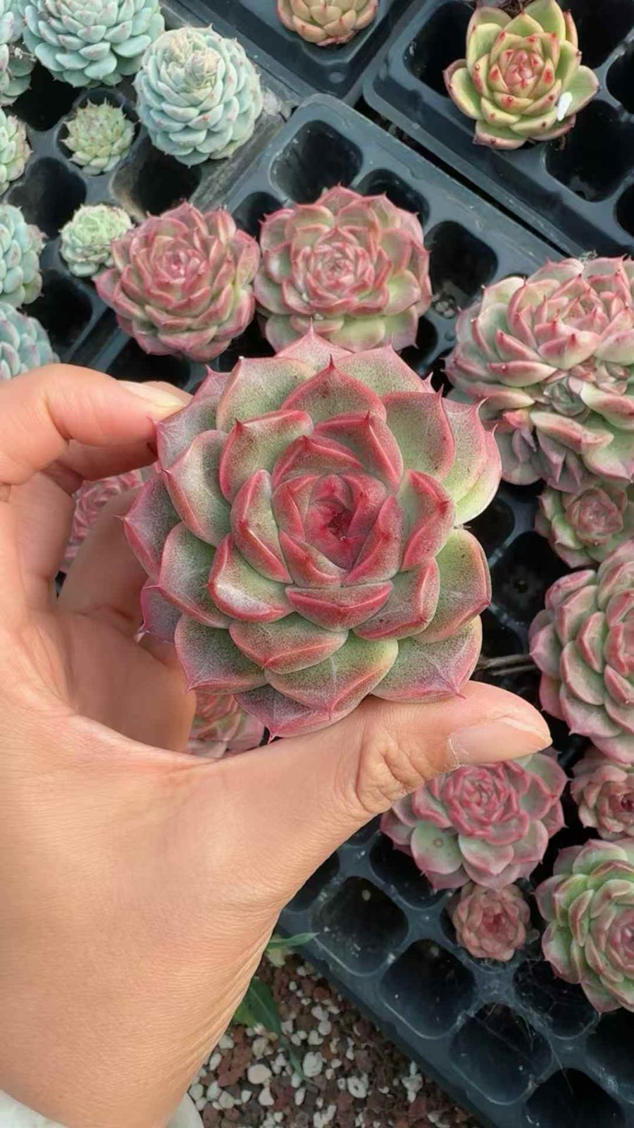 28苗×ヒツキルリュウ 多肉植物 エケベリア セダム アエオニウム
