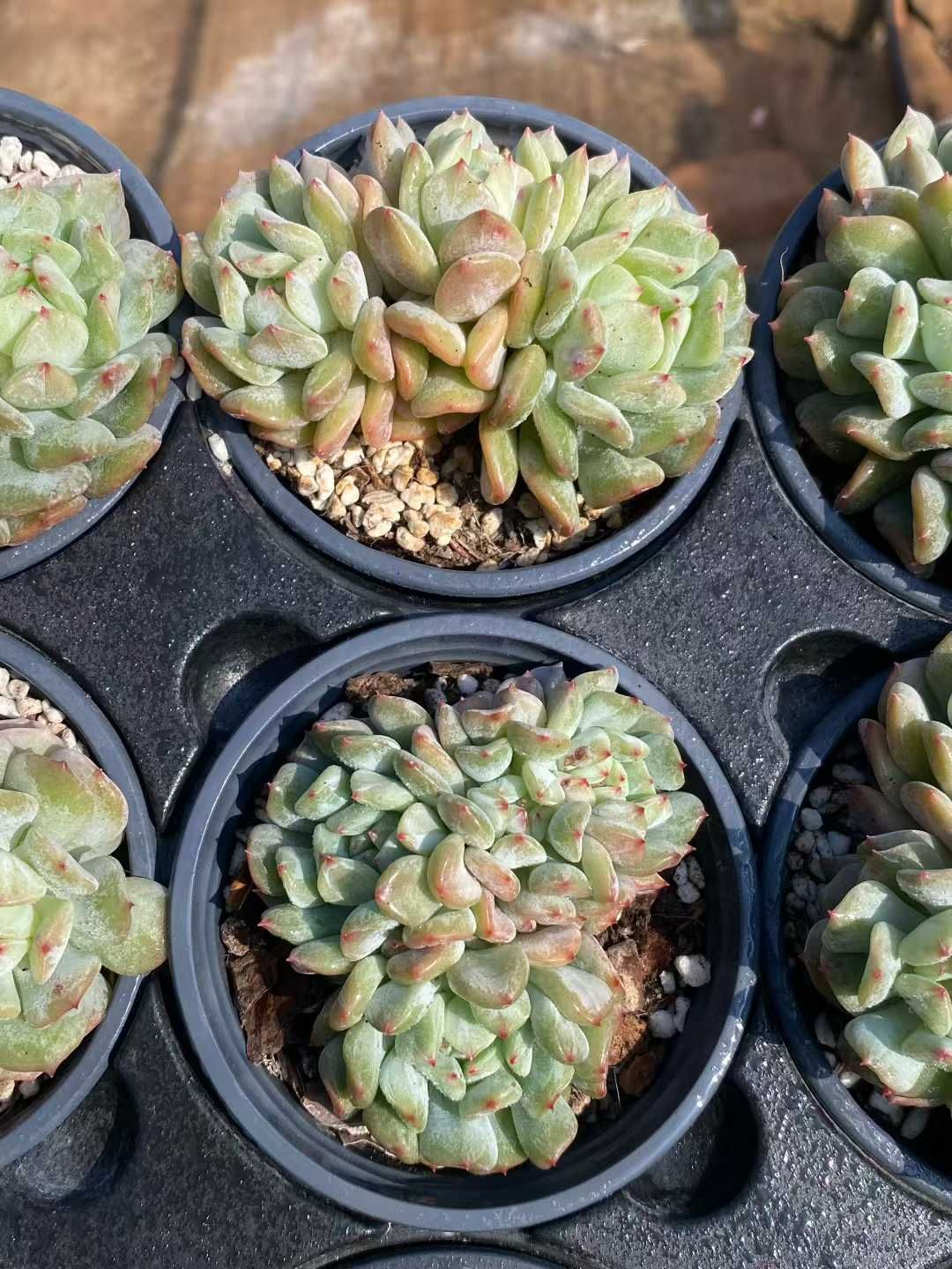 24株 ヒョウトウハッカグン 多肉植物 エケベリア セダム アエオニウム グラプトペタルム 韓国苗 寄せ植え MY 921