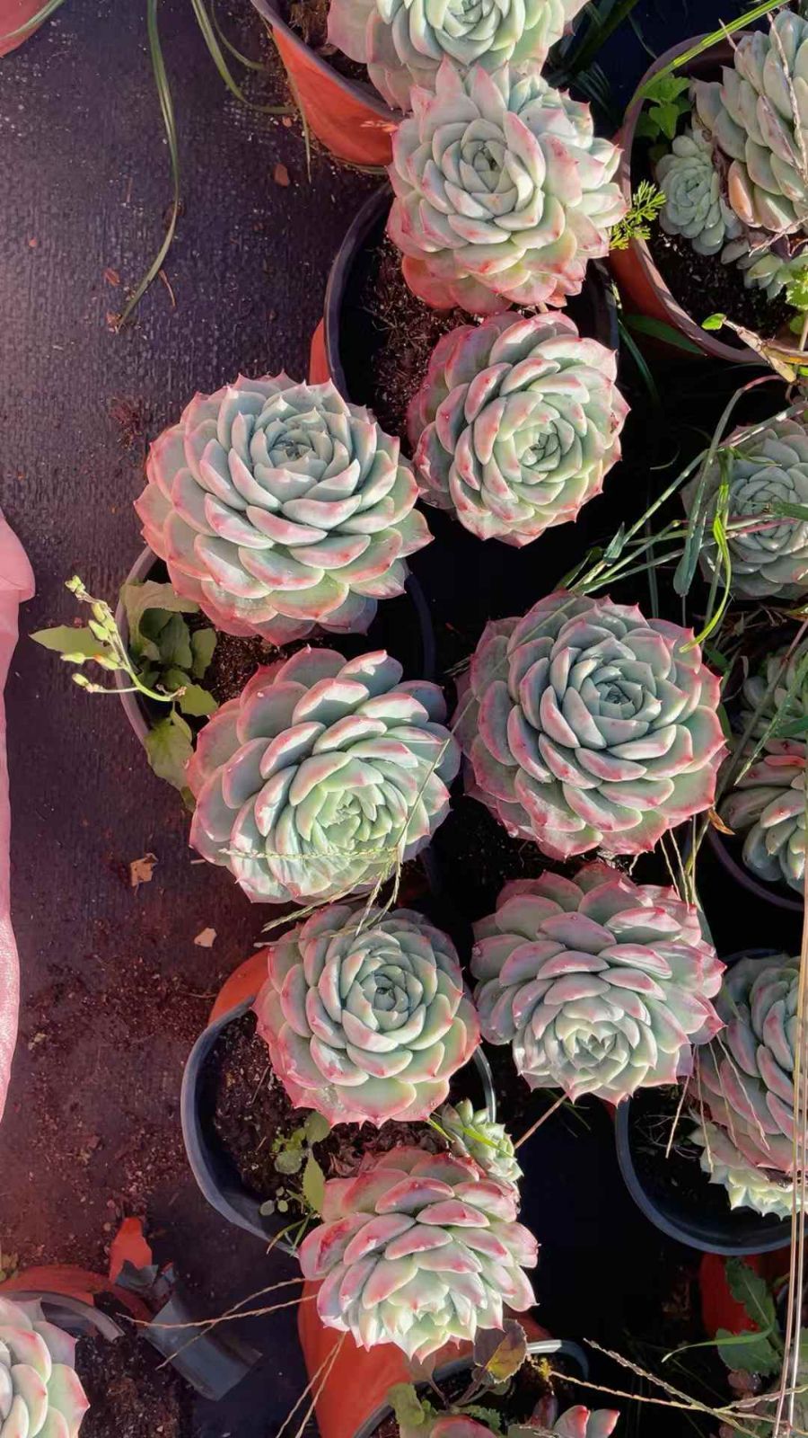 15株×ビロード 多肉植物 エケベリア セダム アエオニウム