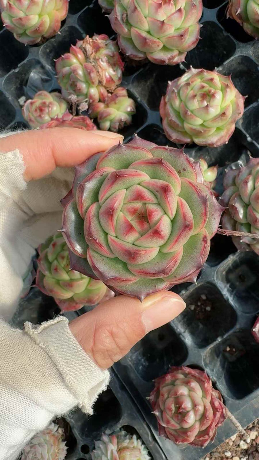 シャープトゥー 多肉植物 エケベリア 韓国苗 【公式通販】