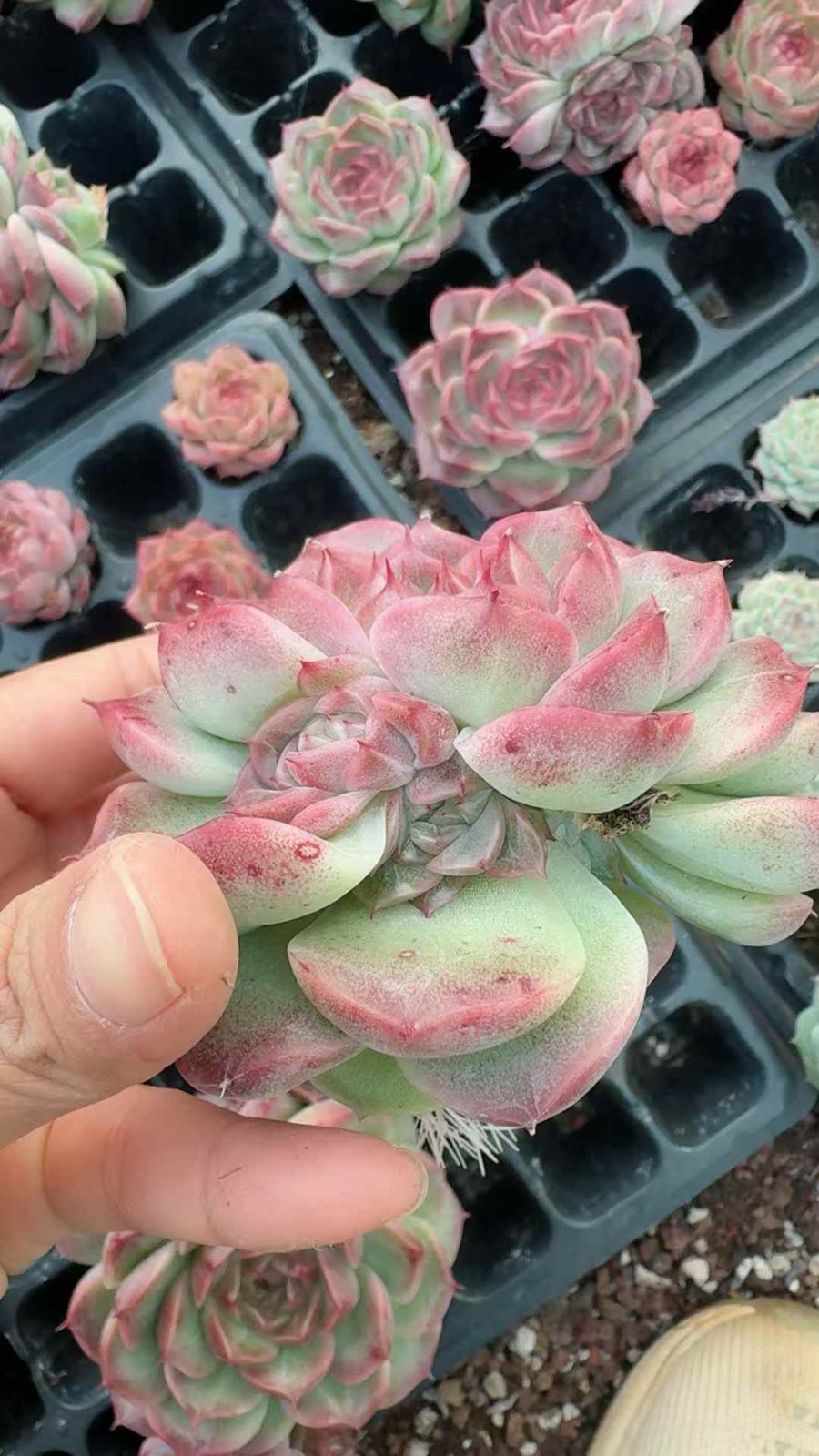 28苗×ヒツキルリュウ 多肉植物 エケベリア セダム アエオニウム