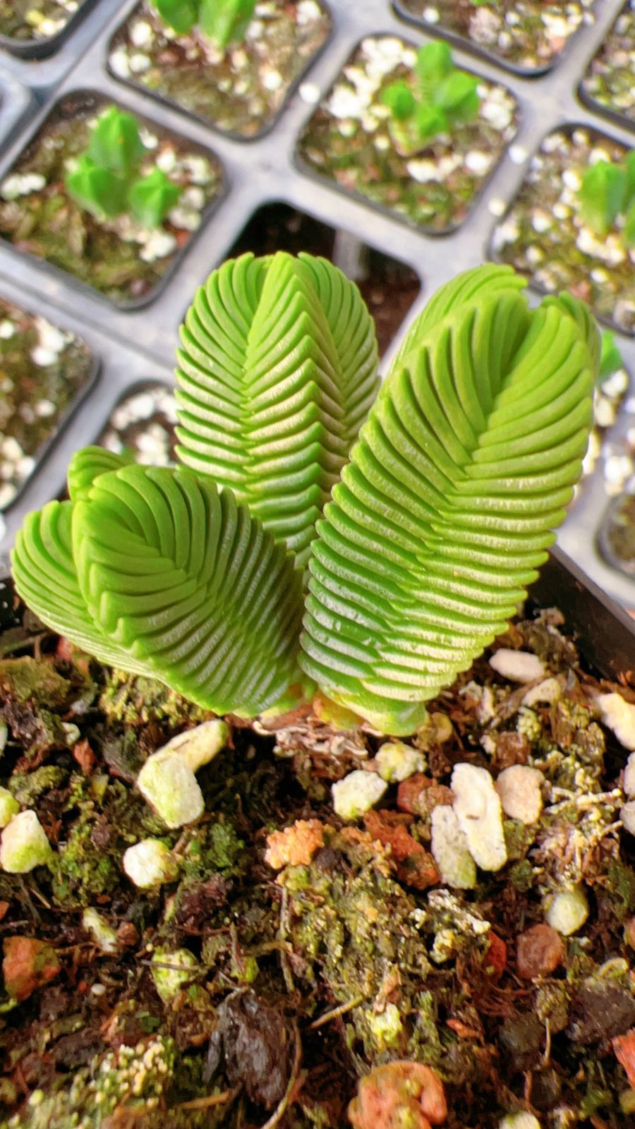 50株×リョクトウ 多肉植物 エケベリア セダム アエオニウム