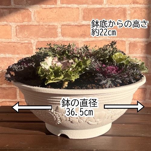 亀甲牡丹 実生 鉢植えメルカリ便送料込み 亀甲牡丹 実生 鉢植えメルカリ便送料込み 亀甲牡丹 実生 A1023