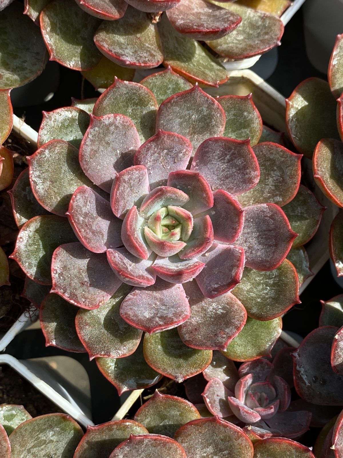 【50株の抜き苗セット】レッドローズ 多肉植物 佐川急便発送 エケベリア 韓国苗 ZZ117