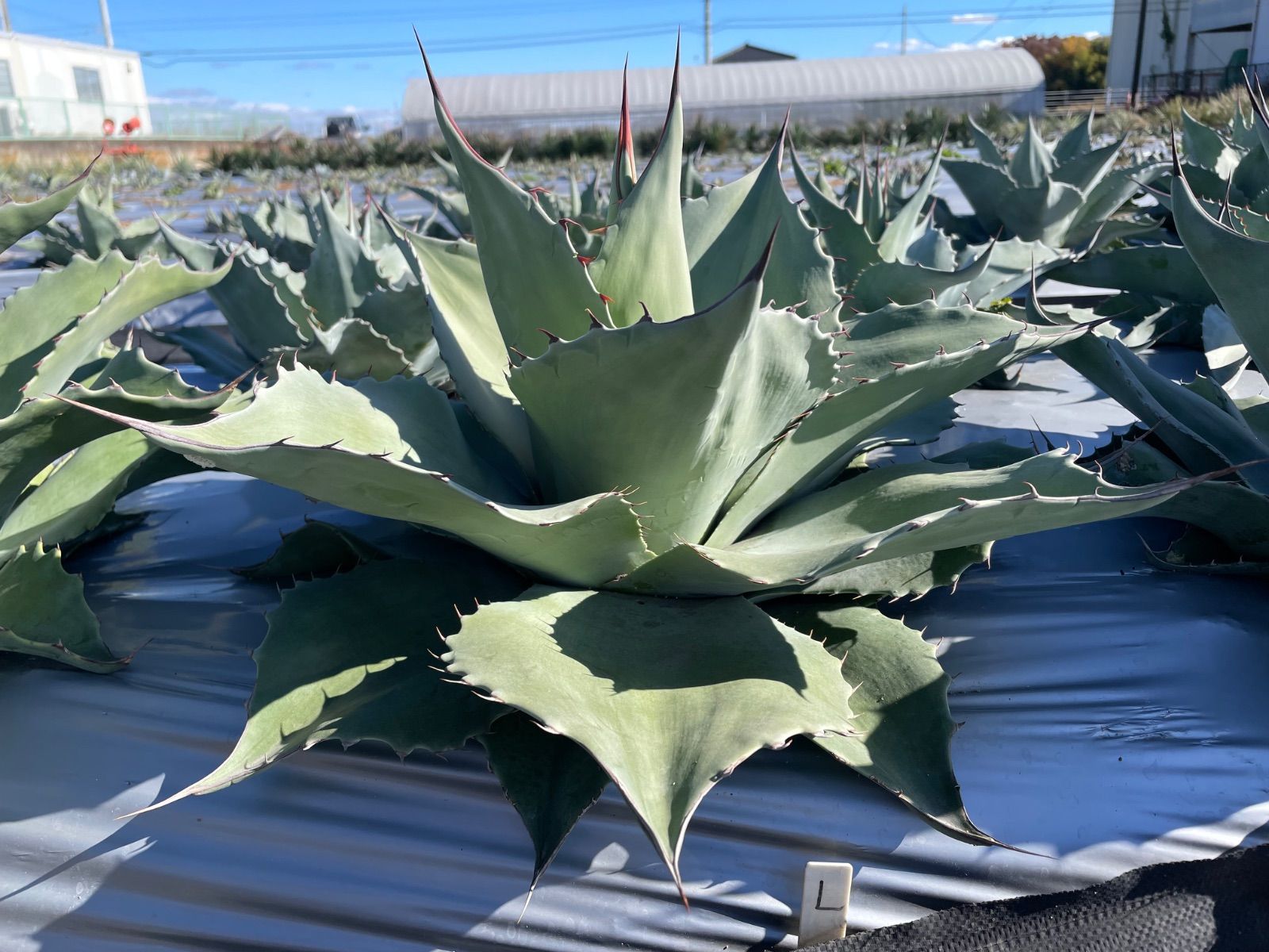 ショップ アガベ オバティフォリア L 特選優良株 極上】アガベオバティ