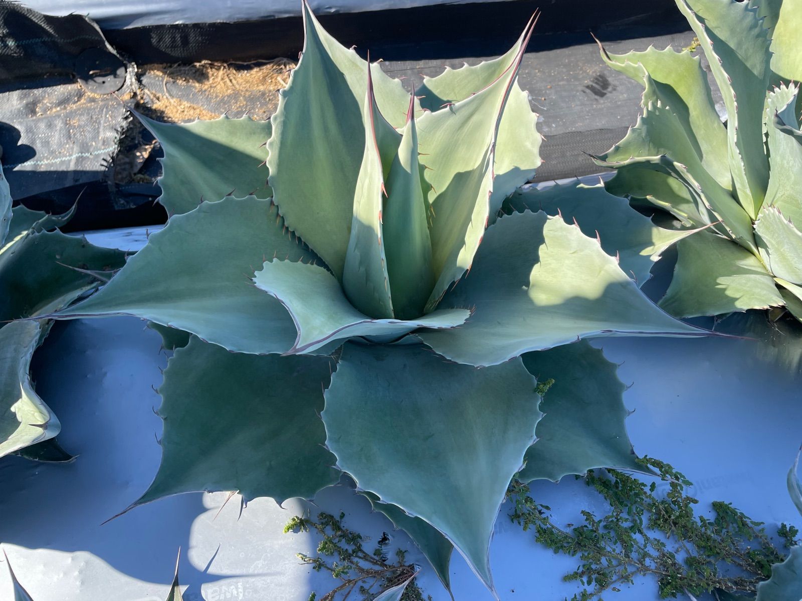 ショップ アガベ オバティフォリア L 特選優良株 極上】アガベオバティ