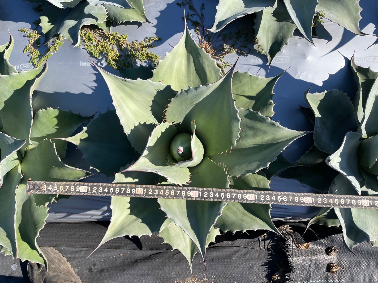 ショップ アガベ オバティフォリア L 特選優良株 極上】アガベオバティ