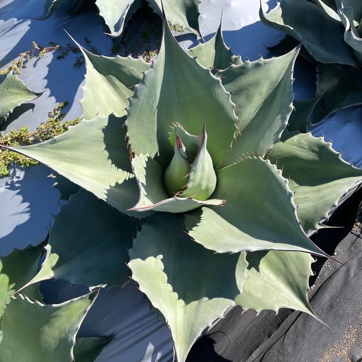 ショップ アガベ オバティフォリア L 特選優良株 極上】アガベオバティ