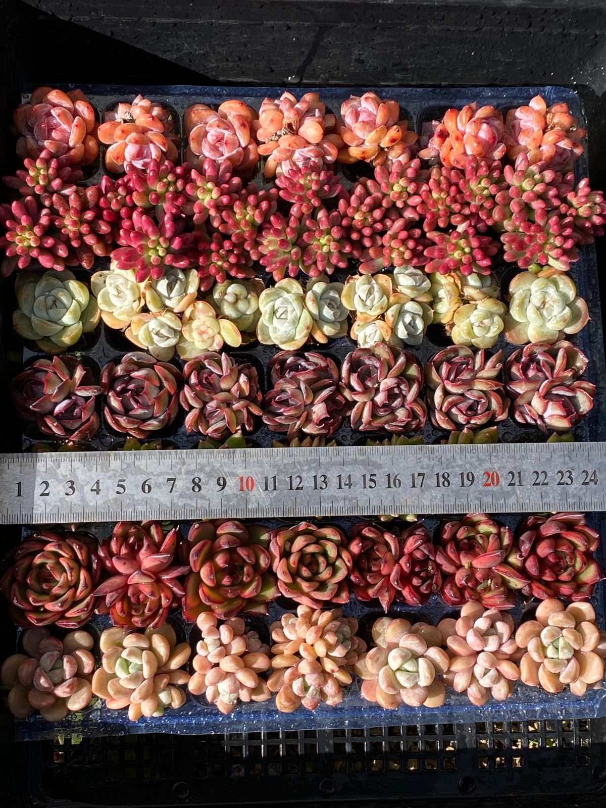 SALE！ SALE！ NT31×49苗 新入荷 7種類セット 土付き 詰め合わせ 多肉