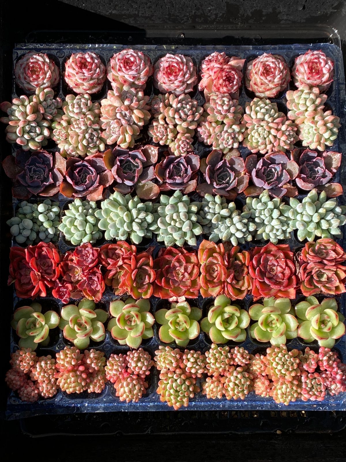 NT33×49苗 新入荷 7種類セット 土付き 詰め合わせ 多肉植物 エケベリア