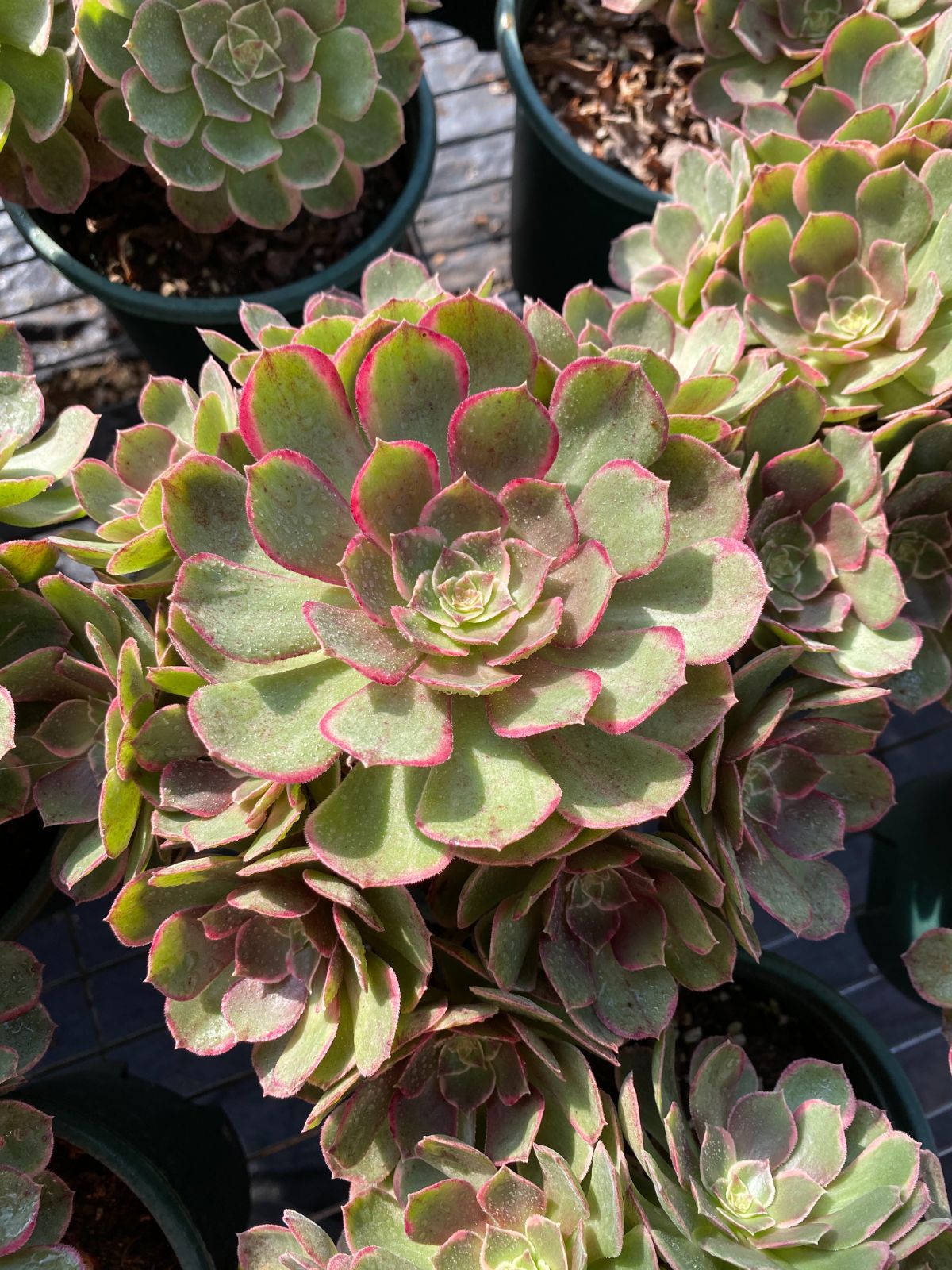 い*ご様 K1185　粉月影　70株　多肉植物 抜き苗 エケベリア 韓国苗 い*ご様 K1185 粉月影 70株 多肉植物 抜き苗 エケベリア 韓国苗