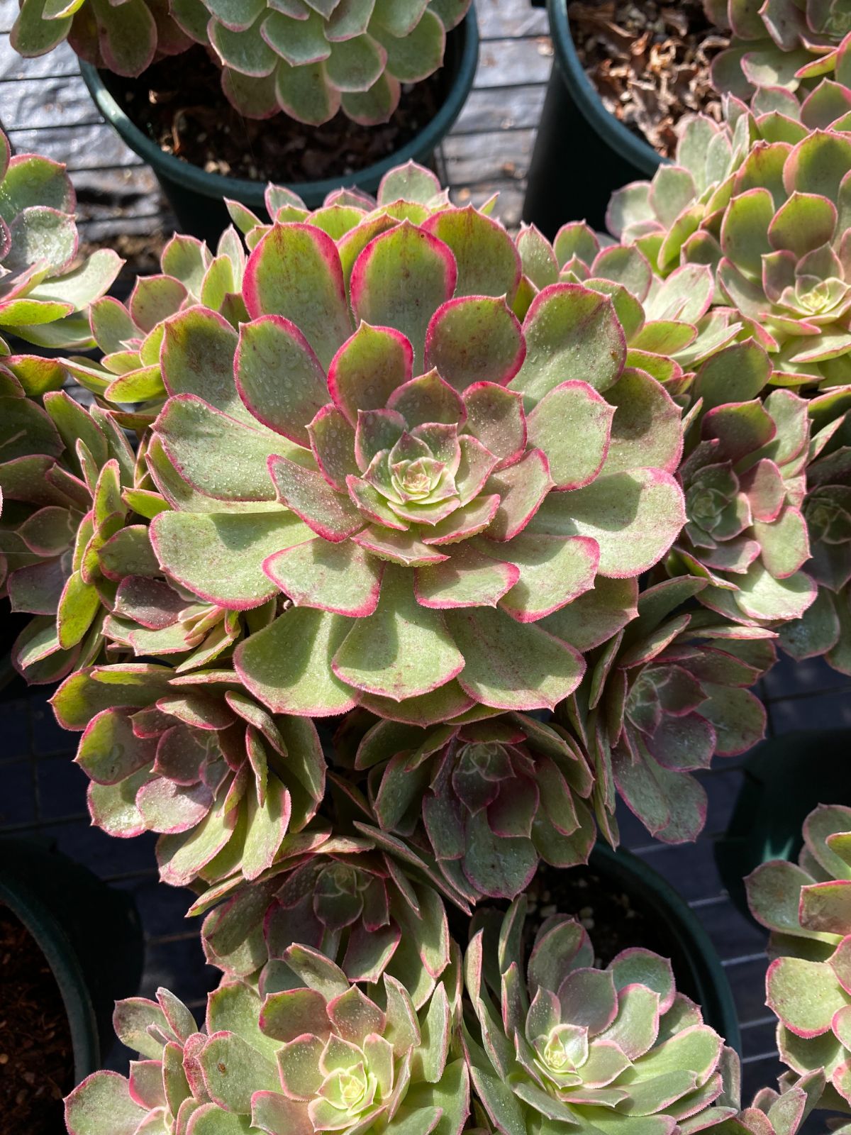 25株の抜き苗セット】粉花妖（ふんかよう） 多肉植物 佐川急便発送