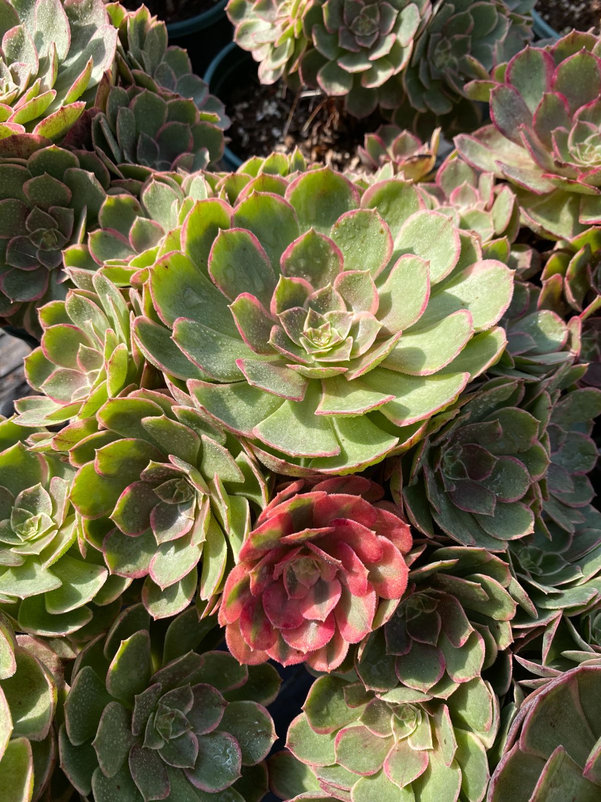 25株の抜き苗セット】粉花妖（ふんかよう） 多肉植物 佐川急便発送