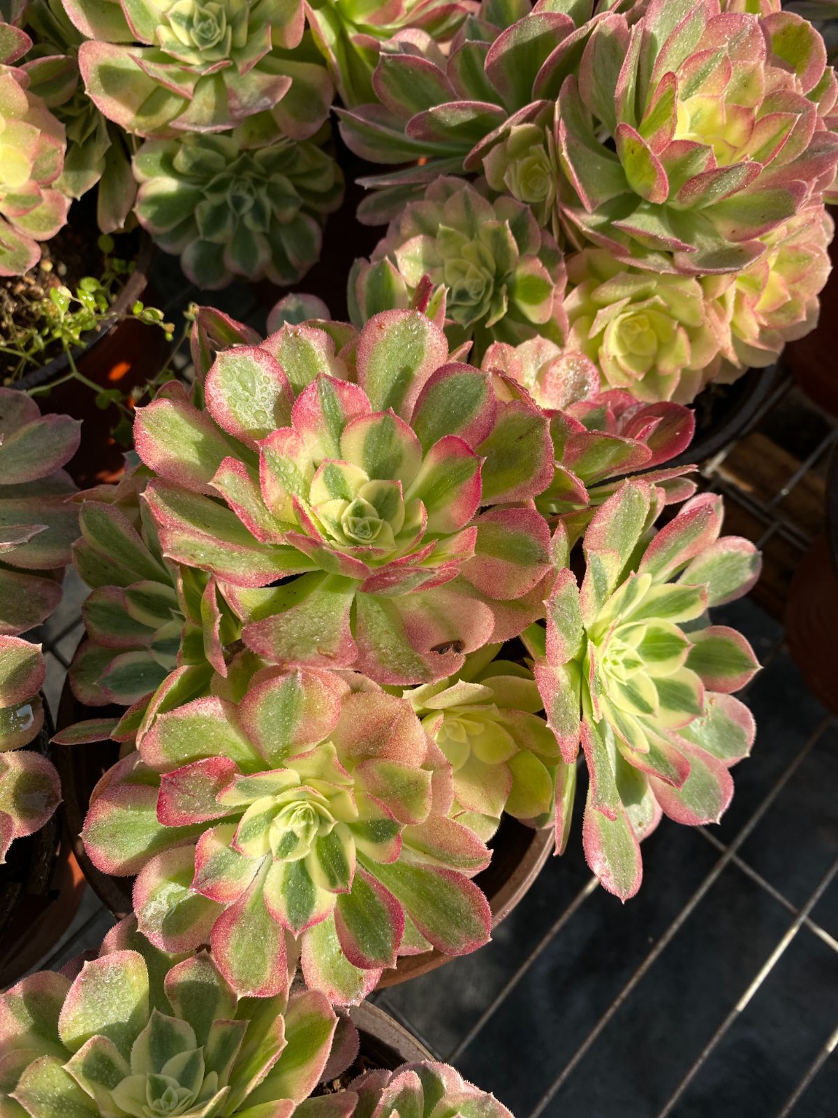 25株の抜き苗セット】粉玉錦 多肉植物 佐川急便発送 エケベリア 韓国苗