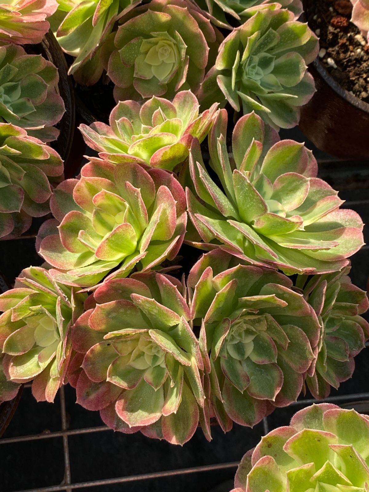 25株の抜き苗セット】粉玉錦 多肉植物 佐川急便発送 エケベリア 韓国苗