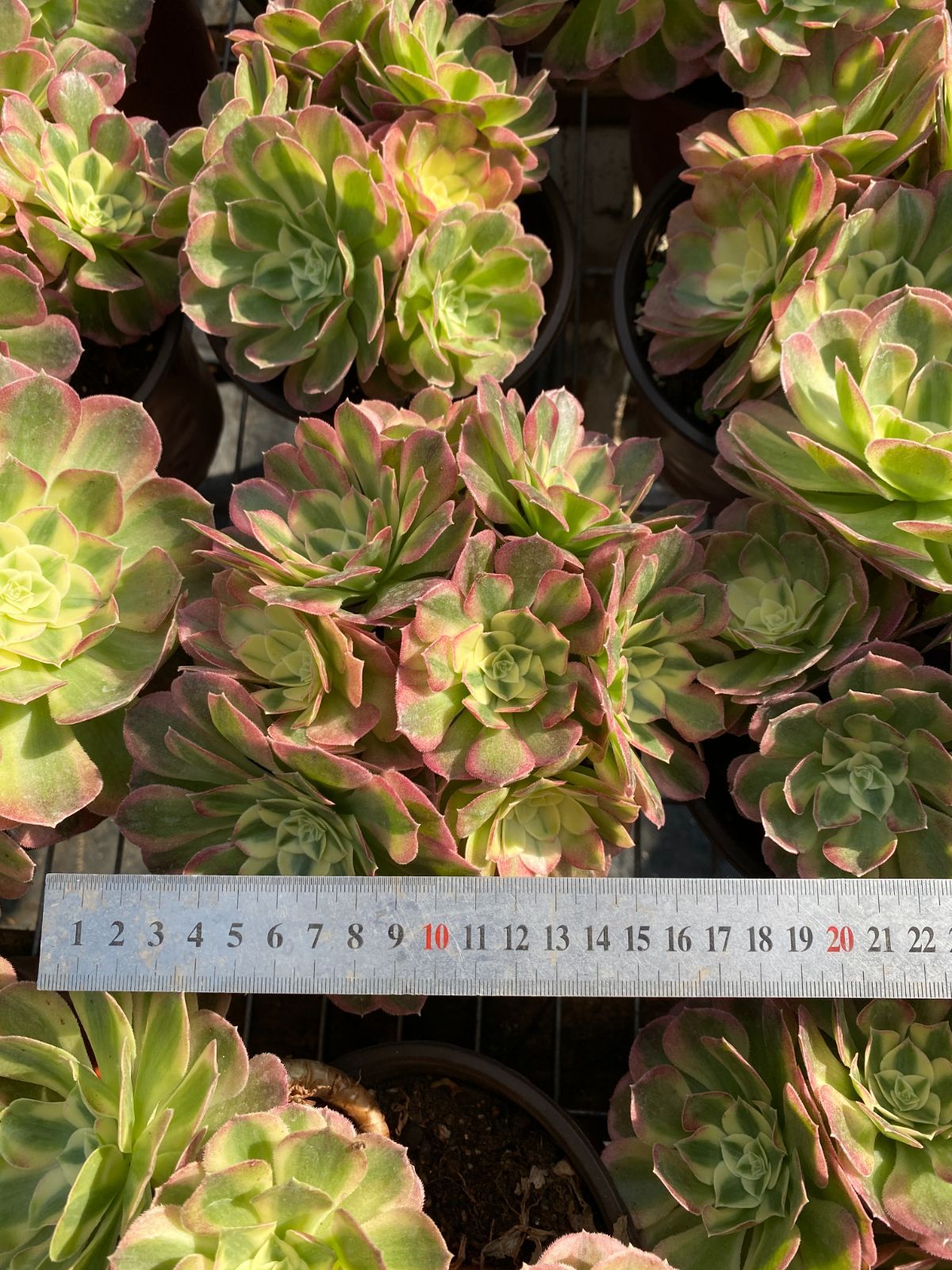 25株の抜き苗セット】粉玉錦 多肉植物 佐川急便発送 エケベリア 韓国苗