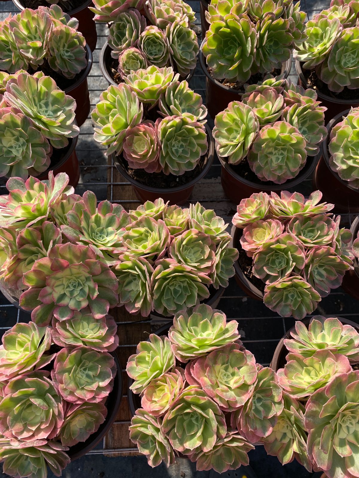 25株の抜き苗セット】粉玉錦 多肉植物 佐川急便発送 エケベリア 韓国苗