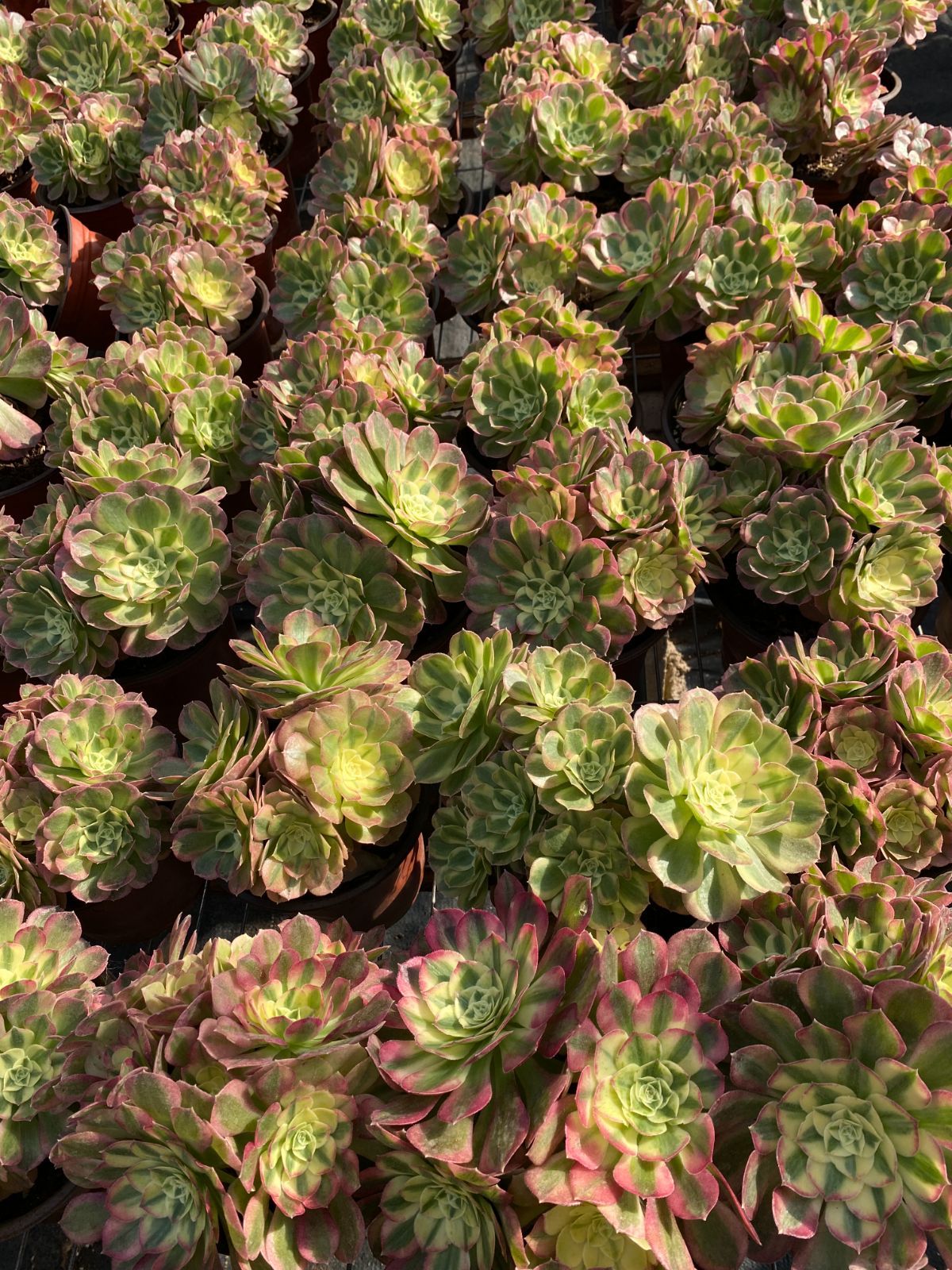 25株の抜き苗セット】粉玉錦 多肉植物 佐川急便発送 エケベリア 韓国苗