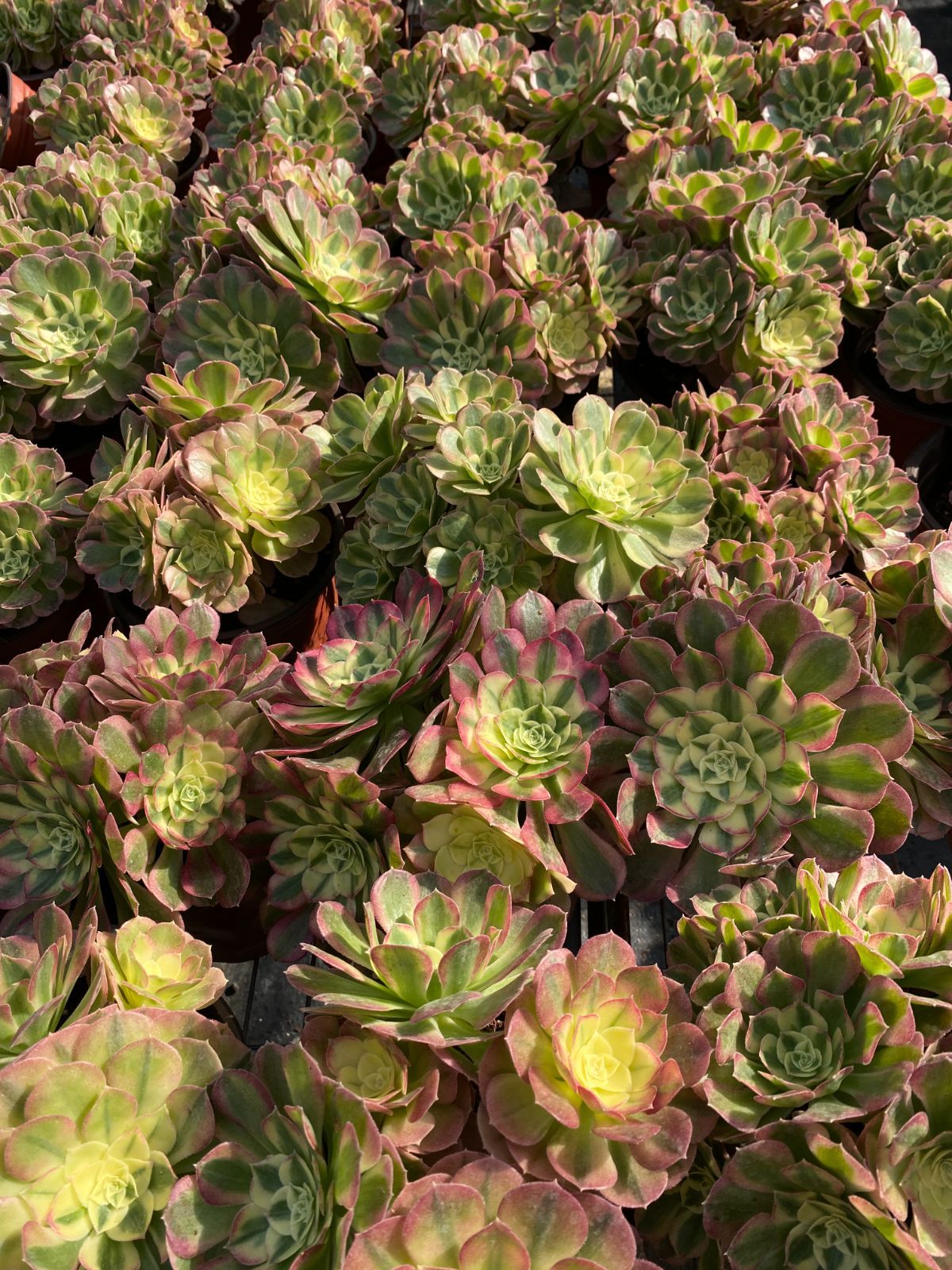 25株の抜き苗セット】粉玉錦 多肉植物 佐川急便発送 エケベリア 韓国苗