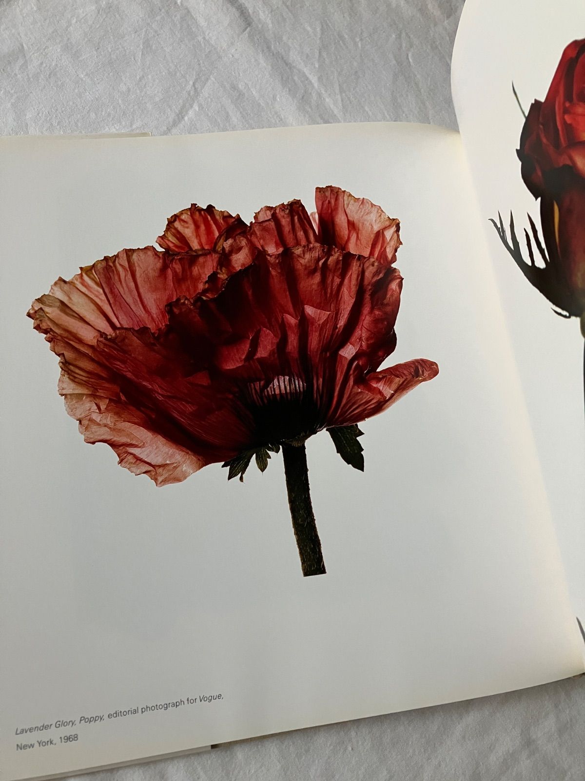 Still Life : Irving Penn アーヴィング・ペン 写真集 - メルカリ