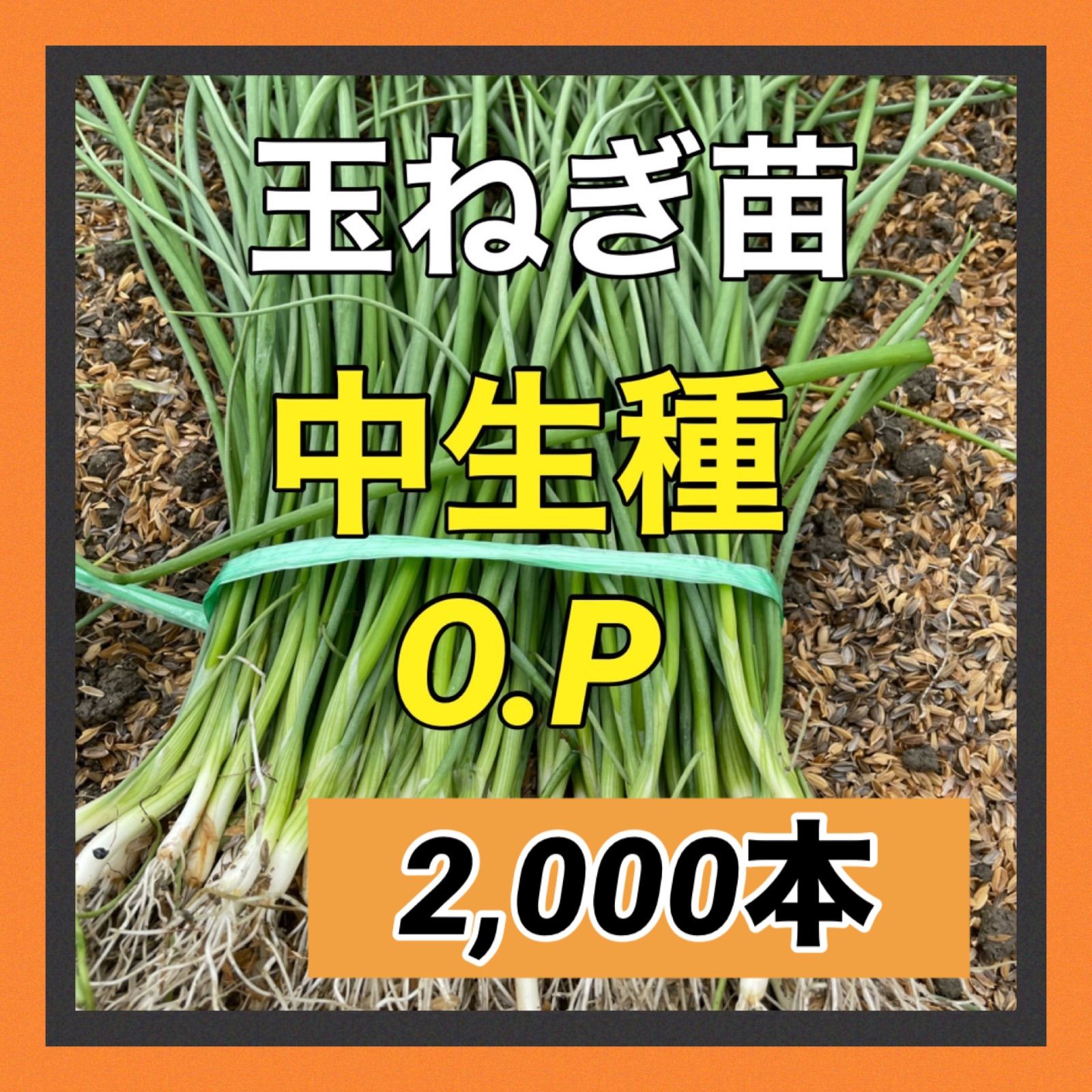 中生種ＯＰ2 000本 玉ねぎ苗