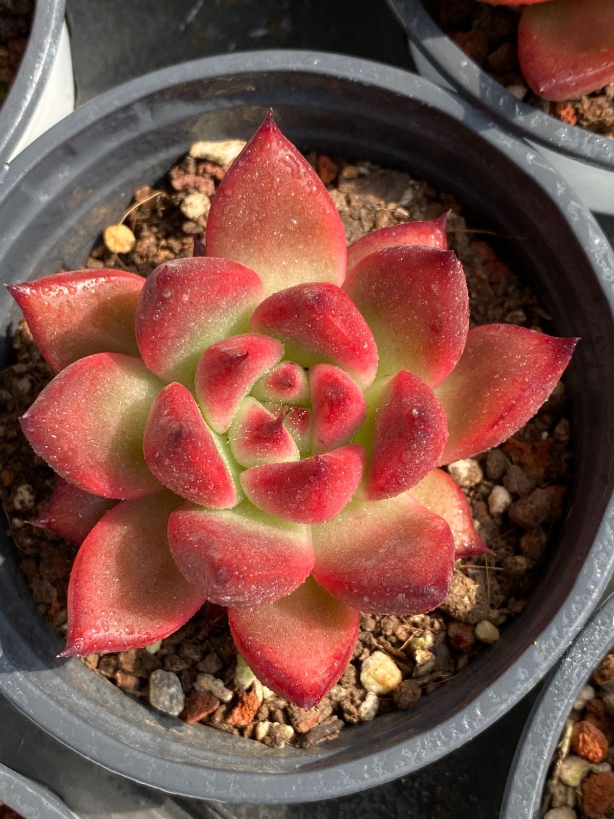 18株の抜き苗セット】フランク・ライネルト 多肉植物 佐川急便発送