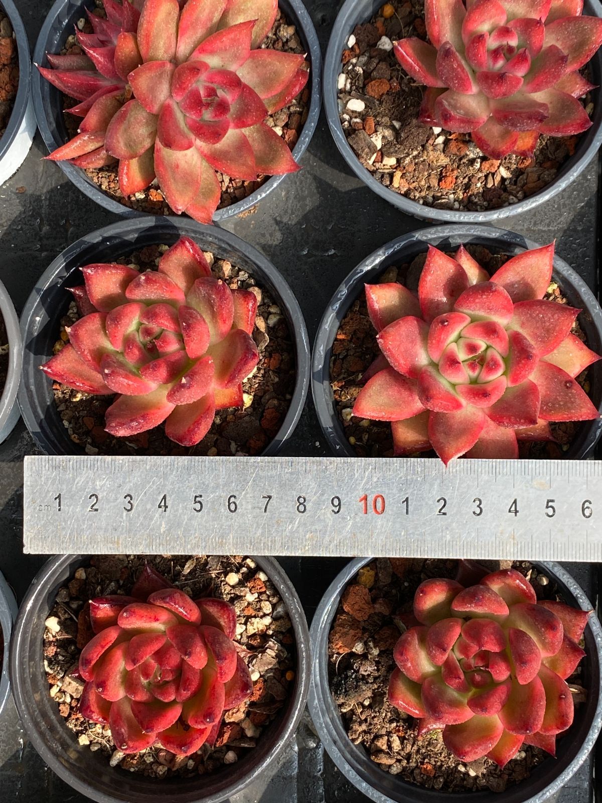 18株の抜き苗セット】フランク・ライネルト 多肉植物 佐川急便発送