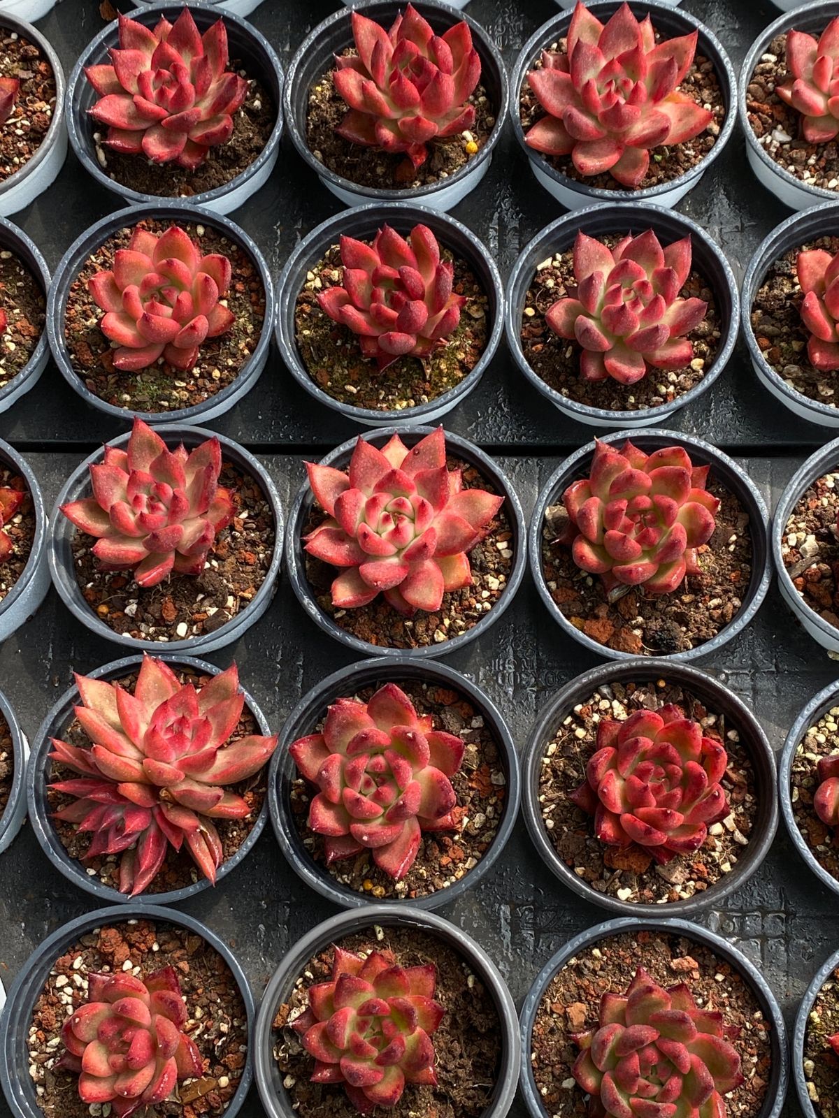 18株の抜き苗セット】フランク・ライネルト 多肉植物 佐川急便発送