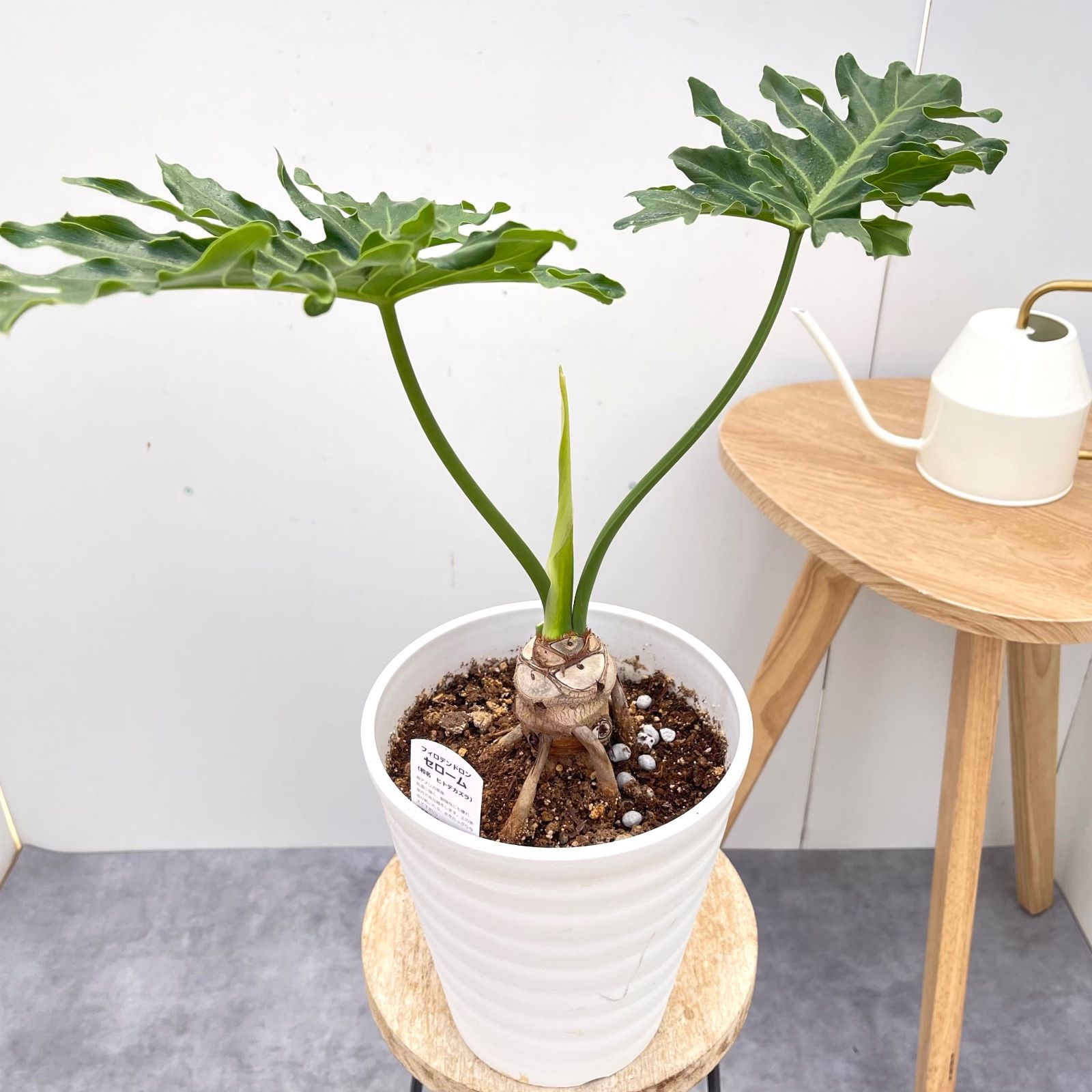 フィロデンドロン　セローム　根上がり　鉢入り　送料無料 フィロデンドロン セローム 根上がり 22【現品】観葉植物 室内 6号