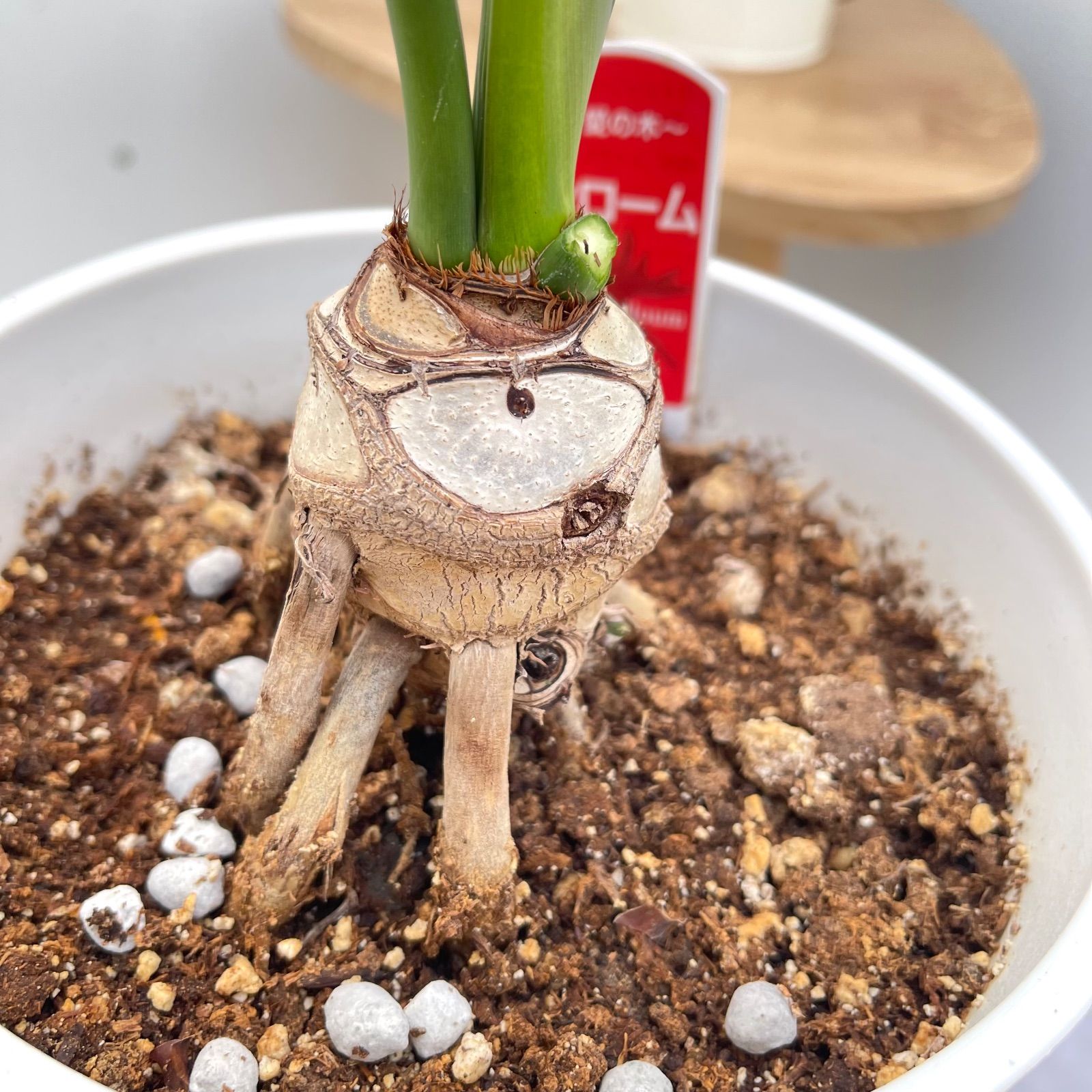 フィロデンドロン セローム 根上がり 22【現品】観葉植物 室内 6号