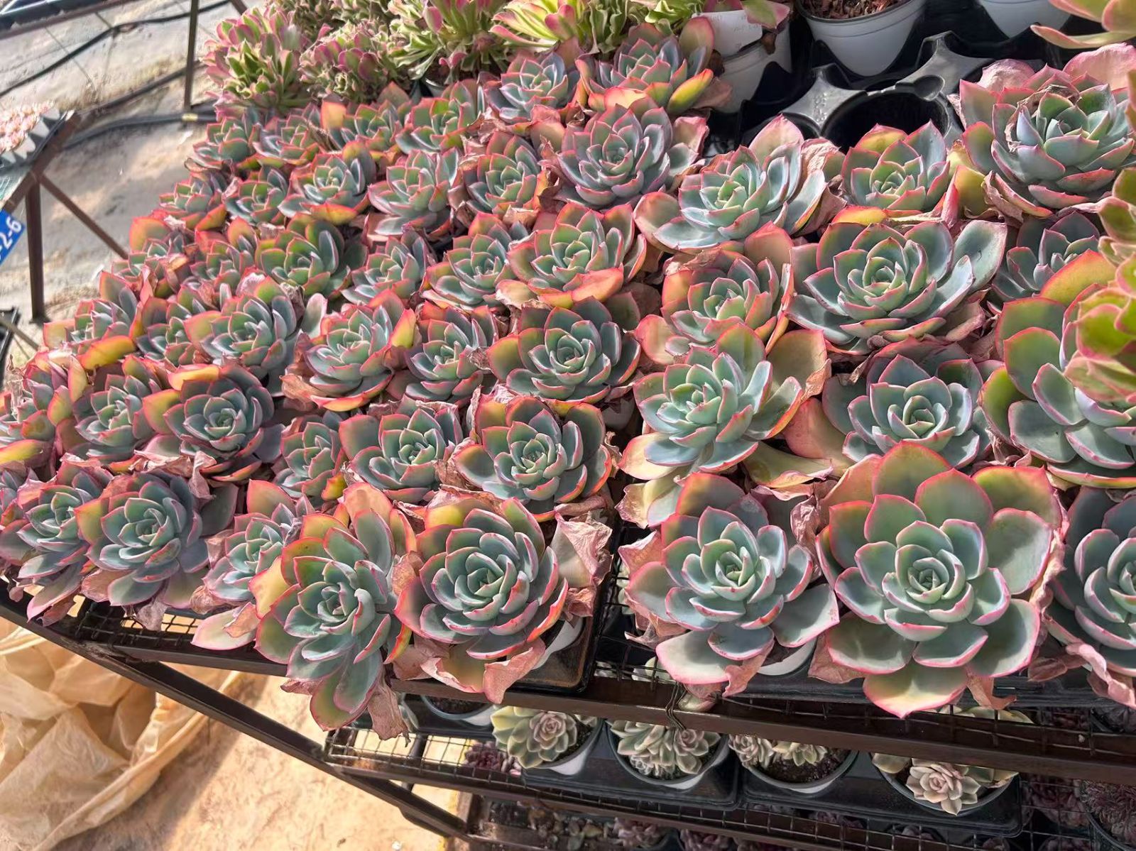 多肉植物 新入荷 ヒメレンニシキグン 「(dears Yahoo!オークション