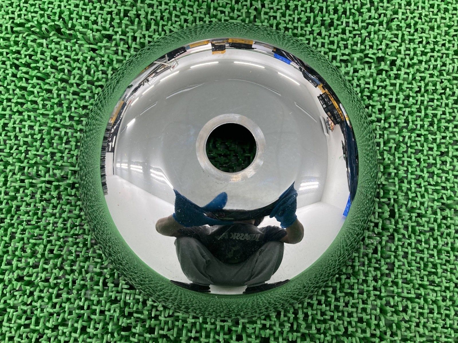 ビカクシダP. Willinckii Nano x P. Willinckii Golden boy sporeling