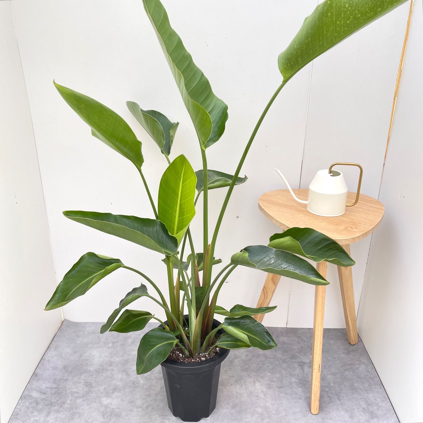 観葉植物 ストレチア オーガスタ 2【現品】観葉植物 室内 大型