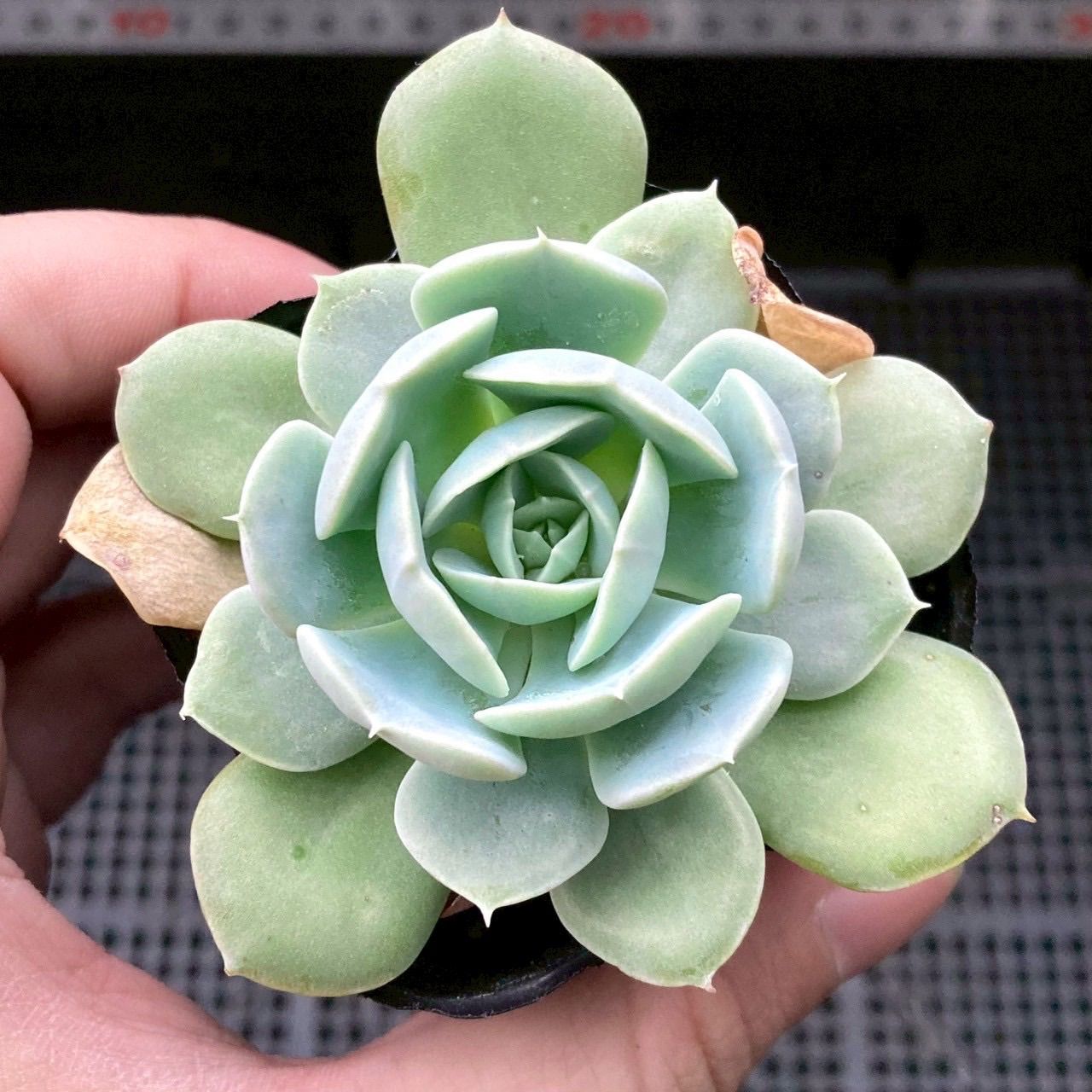 メロン錦　美斑入り　多肉植物　エケベリア　7CM容器 抜き発送 メロン錦 美斑入り 多肉植物 エケベリア 7CM容器 抜き発送 販売 メロン