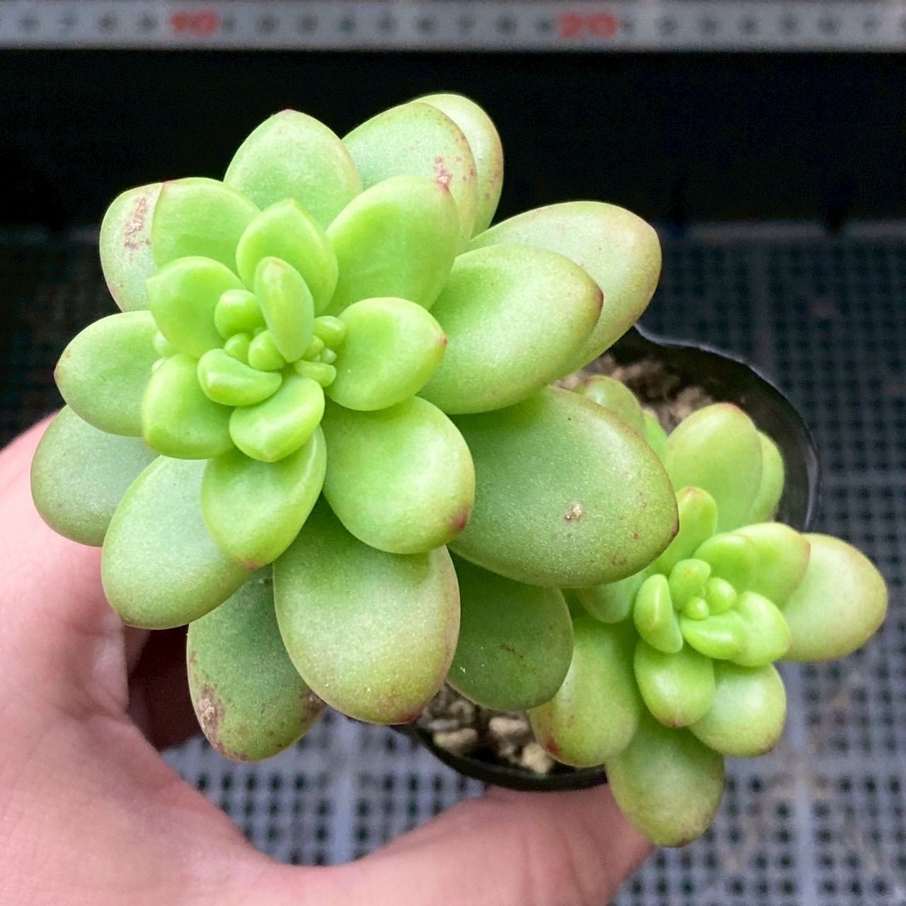 多肉植物エケベリア3種セット 鉢ごと発送（ルシタ、シャングリラ