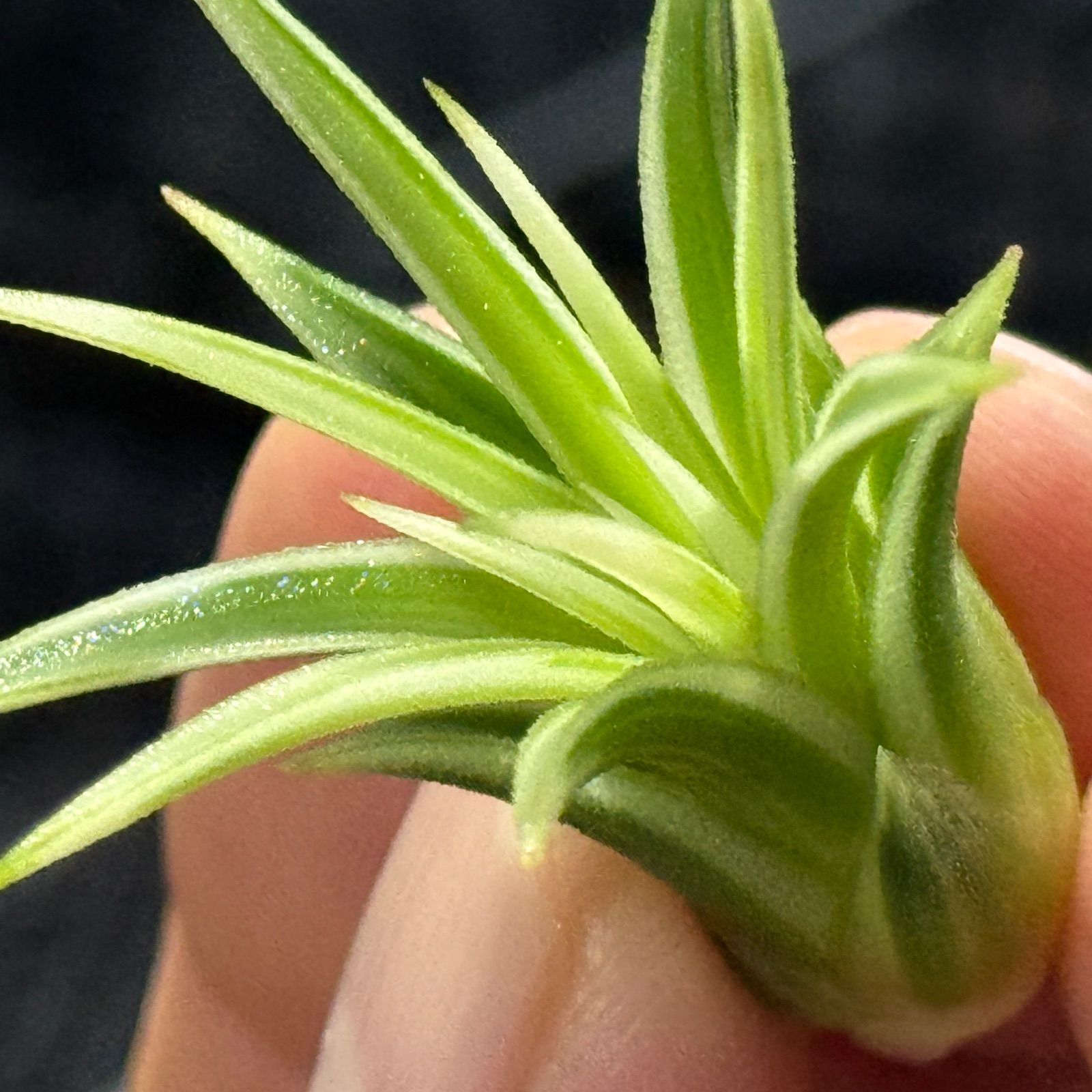 現品＊ ホワイト率多め綺麗＊ がっちり幅広葉＊ 極上株＊ チランジア