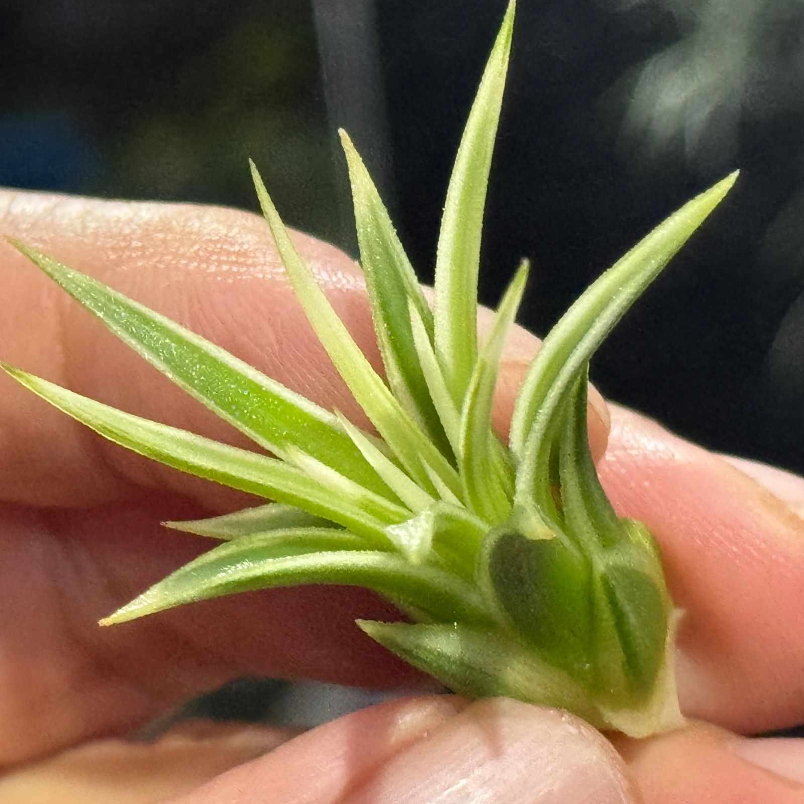 現品＊ ホワイト率多め綺麗＊ がっちり幅広葉＊ 極上株＊ チランジア