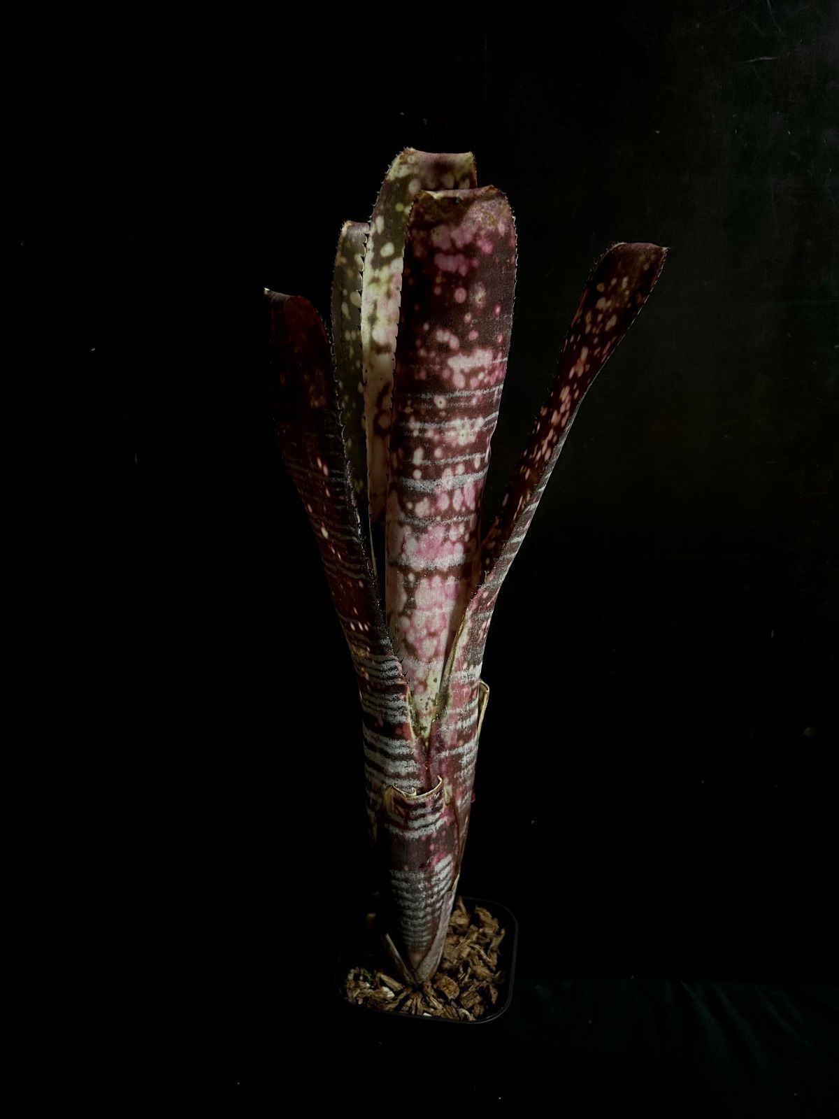 Billbergia ‘Berry Blast’｜ビルベルギア ベリーブラスト｜タンクブロメリア 珍種 ｜223 PLANTWORKS