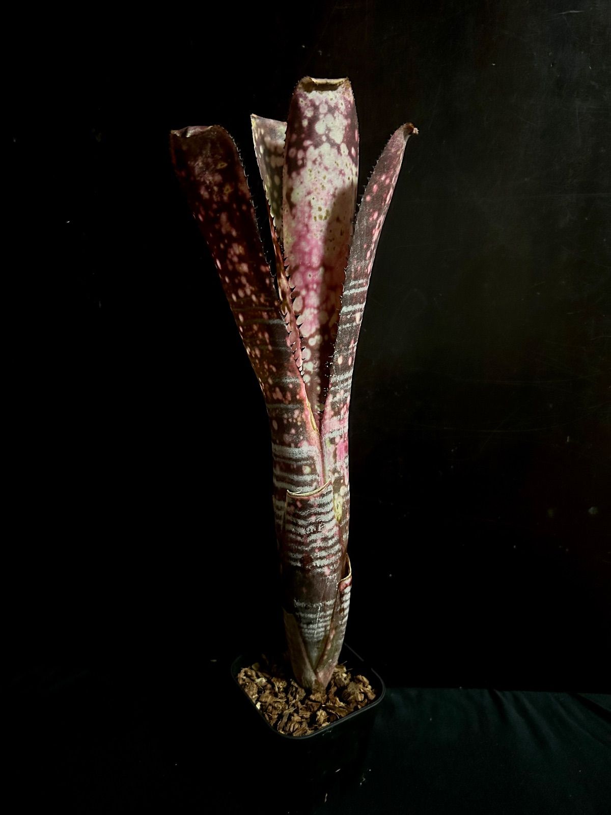 Billbergia ‘Berry Blast’ ビルベルギア ベリーブラスト タンクブロメリア 珍種 223 PLANTWORKS