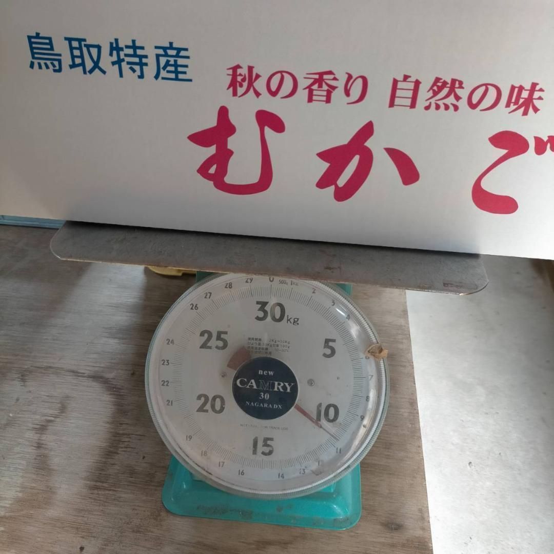 鳥取県産】むかご Lサイズ程度 10kg 長芋 ねばりっこ とっくり芋
