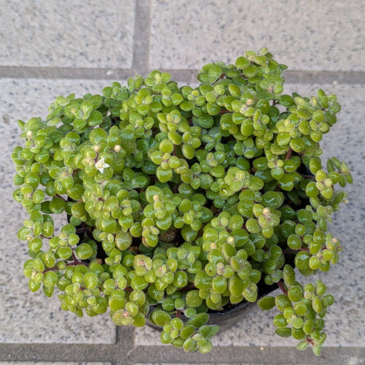 多肉植物 抜き苗 ブロウメアナ2 9センチポット - メルカリ